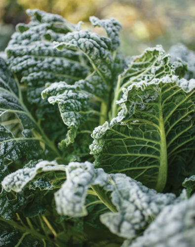 Growing Leafy Greens Year-Round